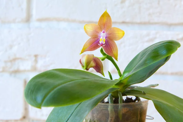 Beyaz Arka Plan Üzerinde Bir Tencerede Güzel Nadir Orkide — Stok fotoğraf