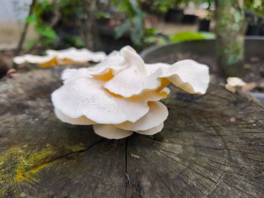 Taze beyaz istiridye mantarlarından oluşan bir küme, doğal bir açık havada eskimiş bir ağacın gövdesinde gelişiyor. Hassas dokuları pürüzlü ahşap ile çelişiyor.