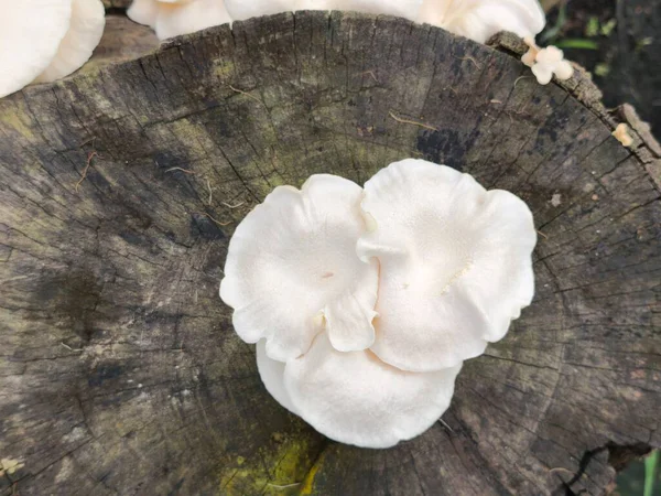 Beyaz istiridye mantarlarının kapanışı. Yıpranmış, karanlık bir ağaç gövdesinin üzerinde gelişiyor. Açık hava ortamında mantarlar bir kümede büyüyor.