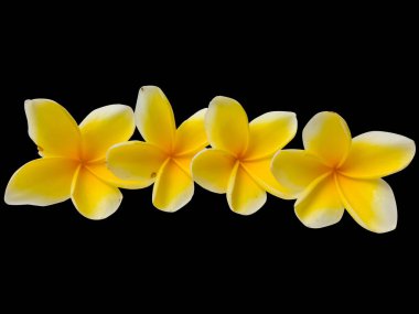 Taze sarı Plumeria çiçekleri tropikal renkler, ve spa için hassas doku, siyah bir arka planda izole edilmiş, kırpma yolu ile