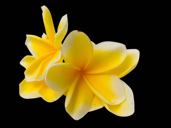 Yumuşak sarı ve beyaz tonlara sahip canlı tropikal frangipani çiçekleri, siyah bir arka planda izole edilmiş güzelliği ve sükuneti simgeliyor.