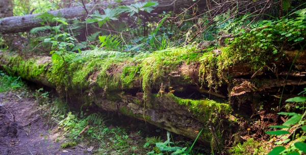 Toter umgestürzter Baum im Wald, Moos und Kraut eingewickelt lizenzfreie Stockbilder