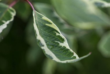 güzel yeşil beyaz damarlar yaprağı dal