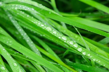 Taze yeşil çimenlerin üzerinde çiy. üstten görünüm