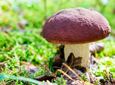 Çok lezzetli ve sıhhatli mantar Porcini veya Cep Binturongun doğal yaşam ortamı içinde.