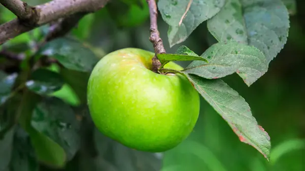 Manzano en el jardín. manzanas en la rama — Foto de Stock