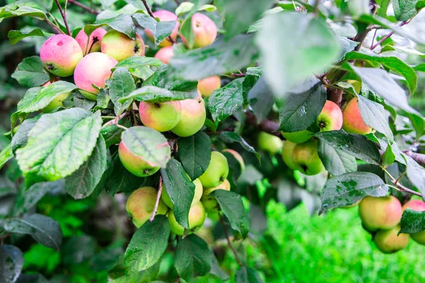 Manzano en el jardín. manzanas en la rama — Foto de Stock