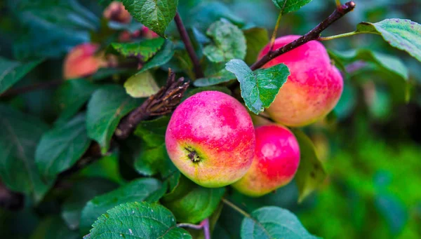 Manzano en el jardín. manzanas en la rama — Foto de Stock