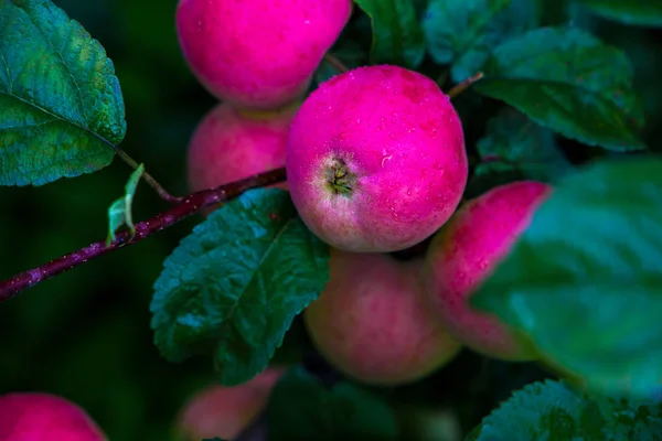 Manzano en el jardín. manzanas en la rama — Foto de Stock