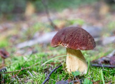 Çok lezzetli ve sıhhatli mantar Porcini veya Cep Binturongun doğal yaşam ortamı içinde.