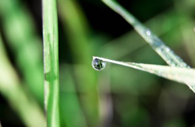 Çiğ makro taze yeşil çimenlerin üzerinde. üstten görünüm