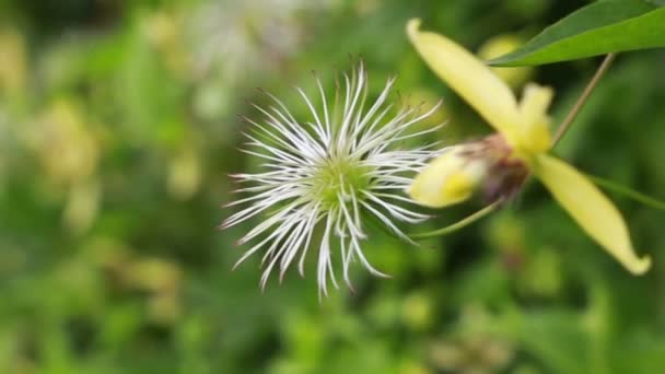 Akasma çiçek bahçesinde Bush closeup — Stok video
