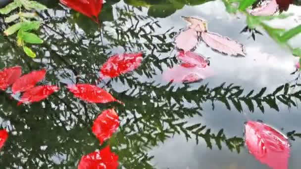 Coloridas hojas de otoño que se reflejan en el agua — Vídeos de Stock