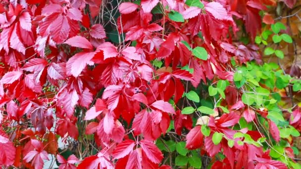 Wilde druiven in de herfst in de zon — Stockvideo