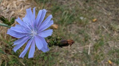 Canlı mavi bir çiçek, yemyeşil bir arka planda zarif bir şekilde açar. Zarif güzellikler sergilerler.