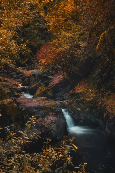 Automne Dans Forêt Siuslaw Oregon — Photo