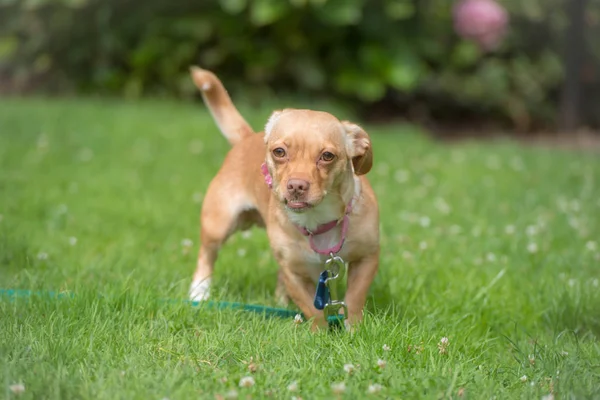 Bahçedeki sevimli köpek.