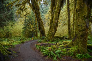 Yeşil ormanın güzel manzarası