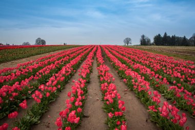 Renkli lale tarlası. bahar doğası manzarası.