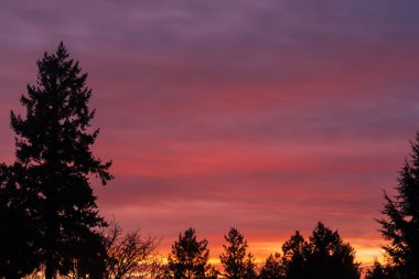ağaçları ile renkli günbatımı 