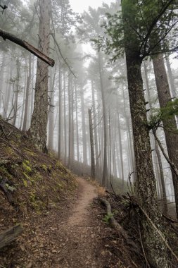 Ağaçlı sisli sonbahar ormanı
