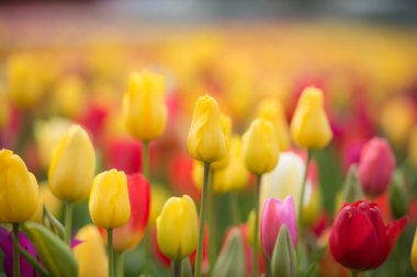 Bahçedeki güzel laleler