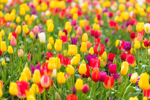 Tarlada renkli laleler çiçek açıyor.