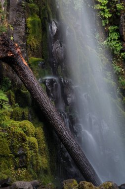 Ormanda güzel bir şelale