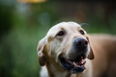 Labrador av köpeği parkta.