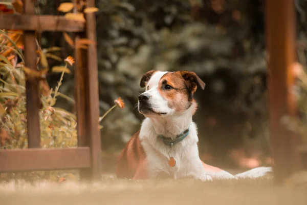 Arka planda sevimli bir köpeğin portresi