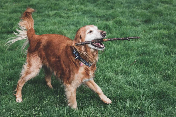 Anjing Bermain Dengan Tongkat Rumput — Stok Foto