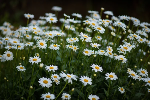Yazın tarlada beyaz papatyalar