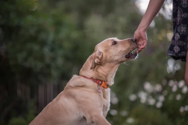 Retrato Feliz Golden Retriever — Fotografia de Stock