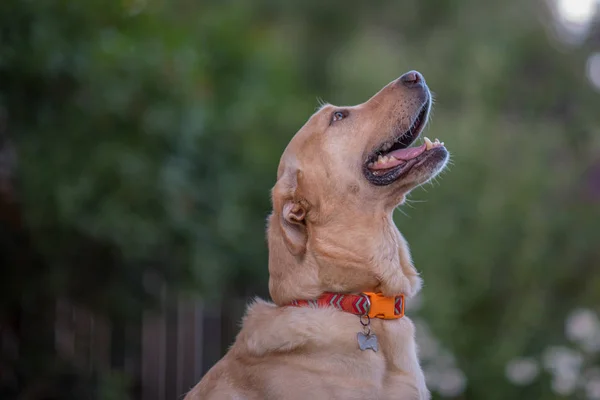 Bir köpeğin portresi.