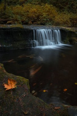 Ormanda bir şelale. sonbahar sezonu.