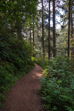 Yazın güneşli bir günde sık bir ormanda güzel bir patika.