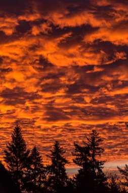 ağaçlar üzerinde dramatik günbatımı