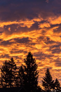 Ağaçların üzerinde dramatik gün batımı