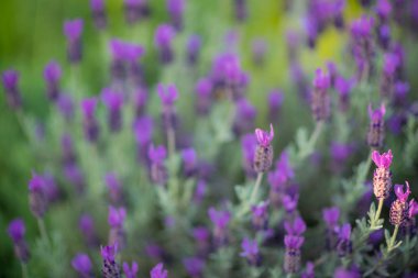 Bahçedeki lavanta çiçekleri