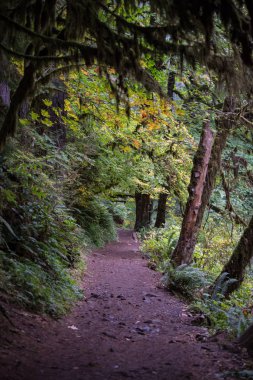 Ormanda güzel bir ağaç görüntüsü.