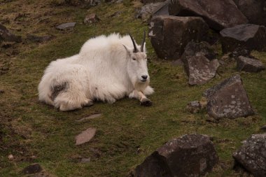 Tepenin tepesinde beyaz bir keçi