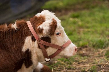 Çiftlikteki bir ineğin portresi.