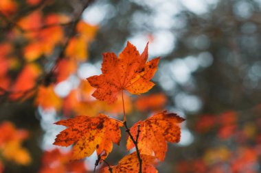 sonbaharın güzel kırmızı akçaağaç yaprağı