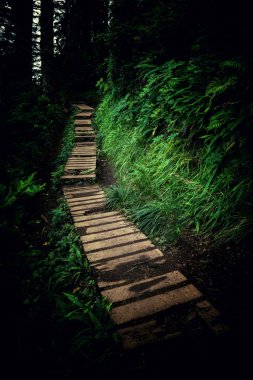 Ormandaki ağaçların arasından yol