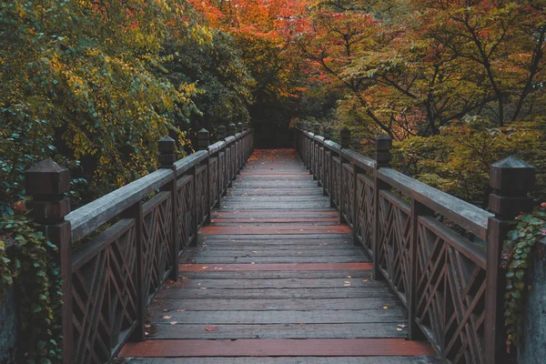 Ormanda ahşap köprü