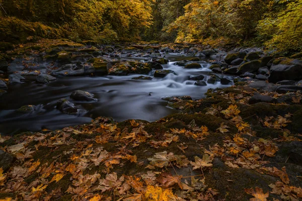 Flowing Creek Water Autumn Leaf Foliage Beautiful Fall Season Forest — Stock Photo, Image