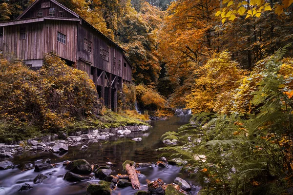 Höst Lövverk Vacker Höstmorgon Cedar Creek Washington — Stockfoto