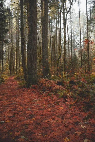 Осенний Лес Горах — стоковое фото