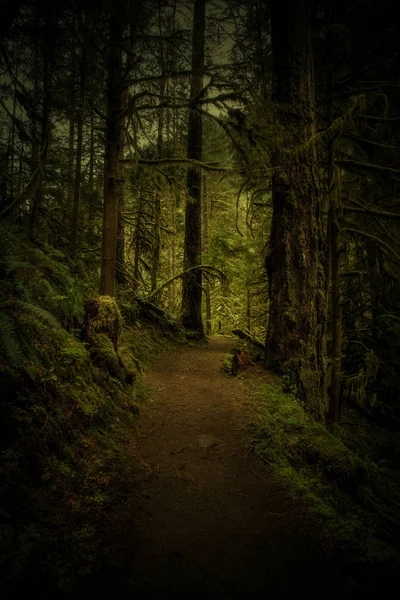 Karanlık ve gizemli gür yeşil Oregon Orman yolundaki