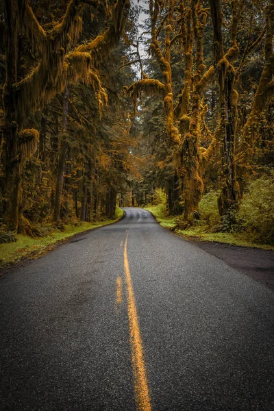 Hoh Yağmur Ormanı Yolu, Olimpiyat Ulusal Parkı, Washington